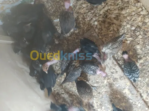 بيع فلوس و بيض مخصب
