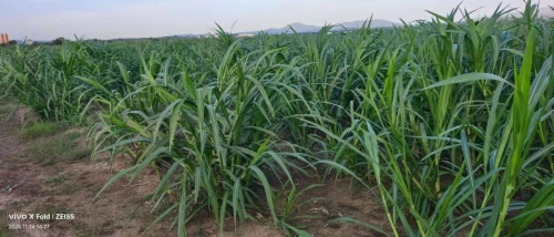 علف عالي الجودة للمواشي/l'ensilage pour les bétail