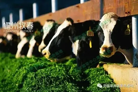 ENSILAGE/FOURRAGE BETAIL