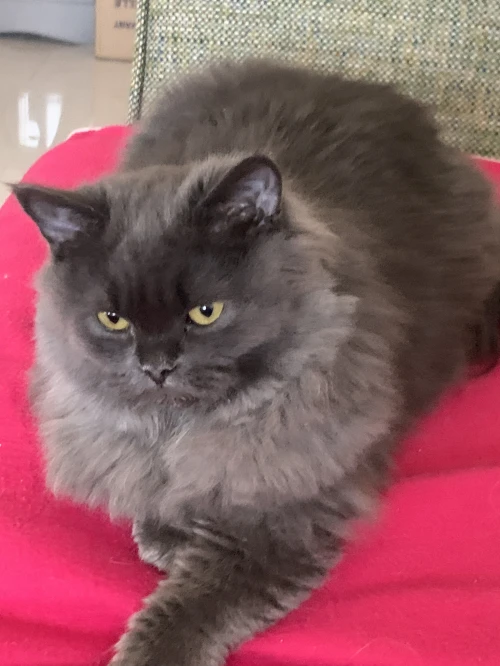 British longhair male a vendre , âge 8 mois