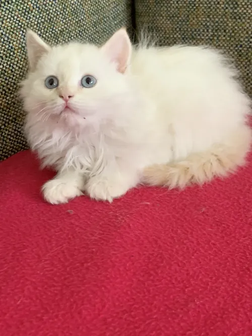 Chatons persan