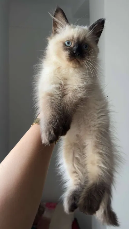 Chaton ragdoll