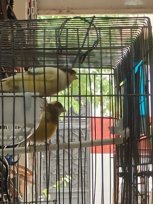 Canari