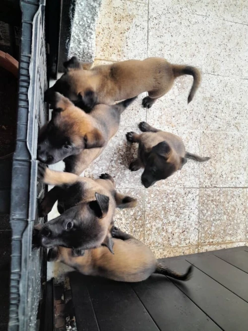 Malinois top