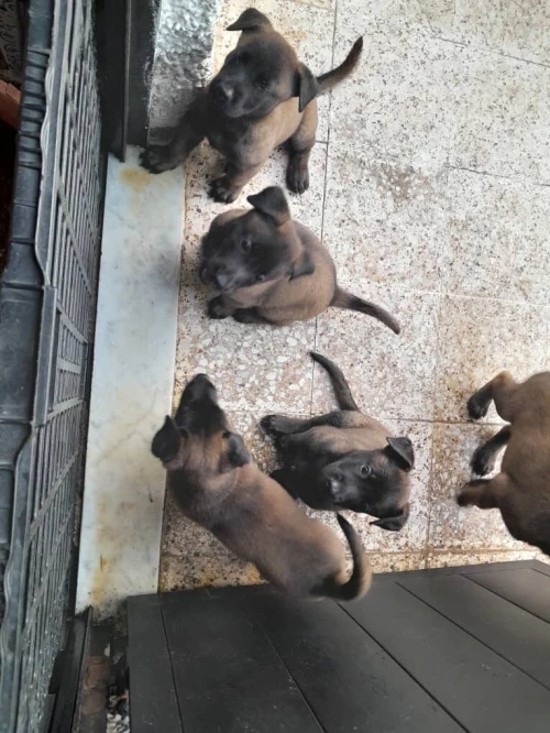 Malinois top