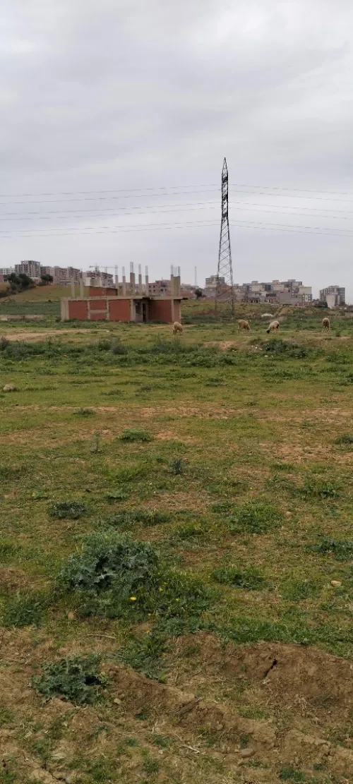 Vente Terrain Tipaza Kolea