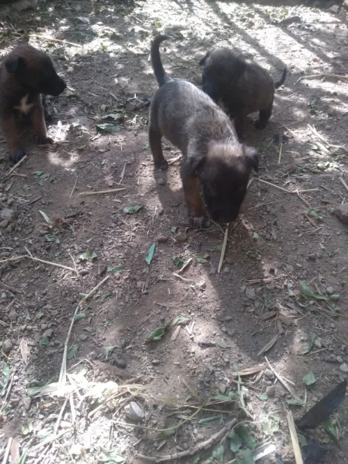 Chien MALINOIS