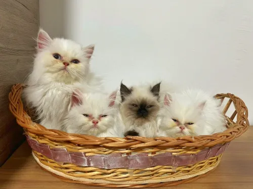 Chat de race 