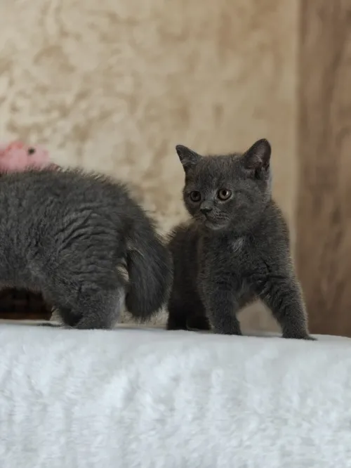 Chaton british