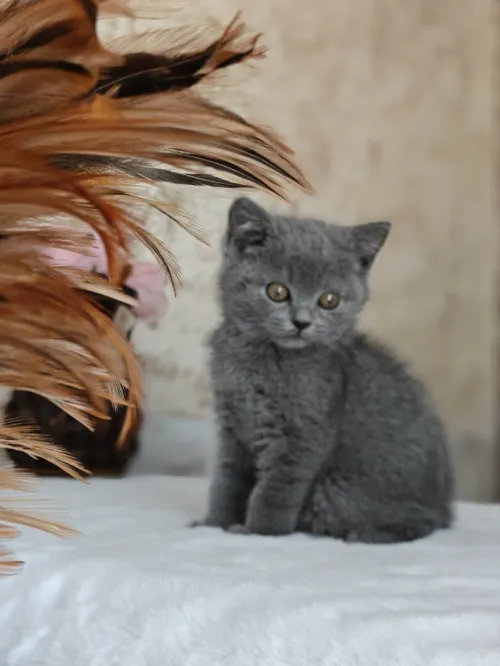  Chaton british