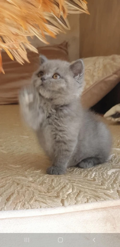 Chaton british short hair