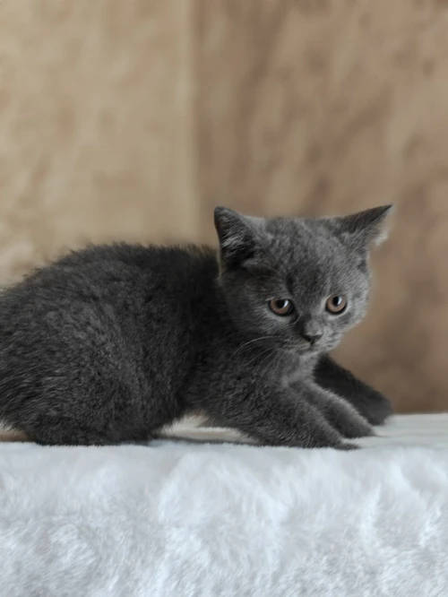Chaton british