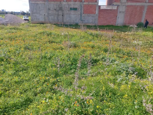 Vente Terrain Boumerdès Ouled moussa
