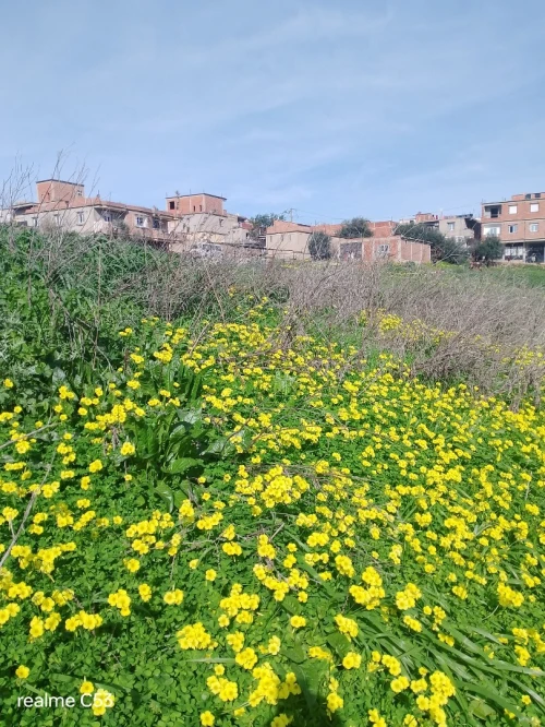 Vente Terrain Boumerdès Boudouaou