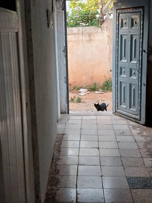 Vente Appartement Tipaza Bou ismail