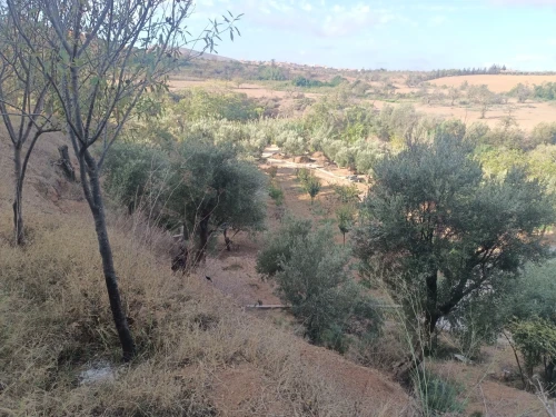 Vente Terrain Tlemcen Nedroma