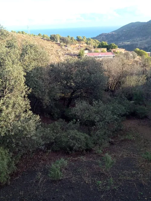 Vente Terrain Tipaza Larhat