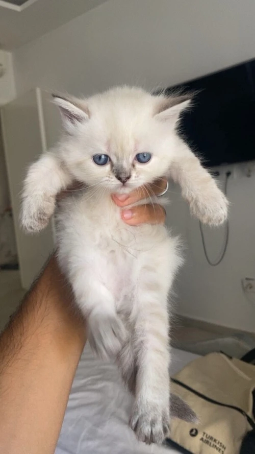 Chat de race 