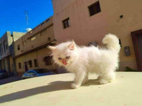 Chirazi angora