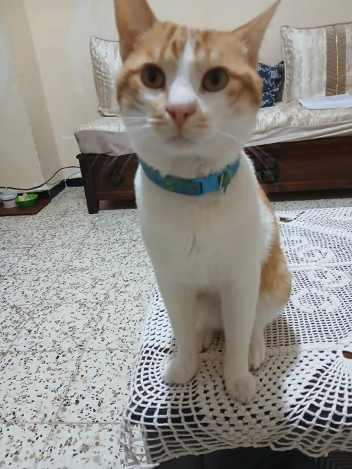 chat mâle à donner 