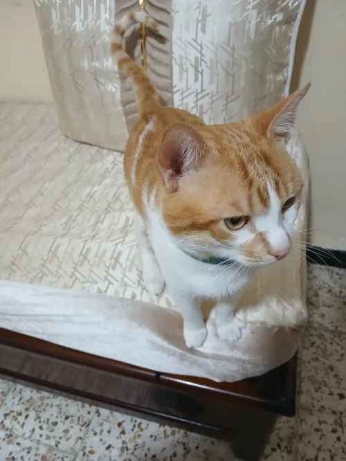 chat mâle à donner 