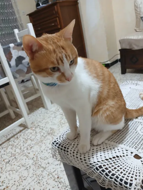 chat mâle à donner 