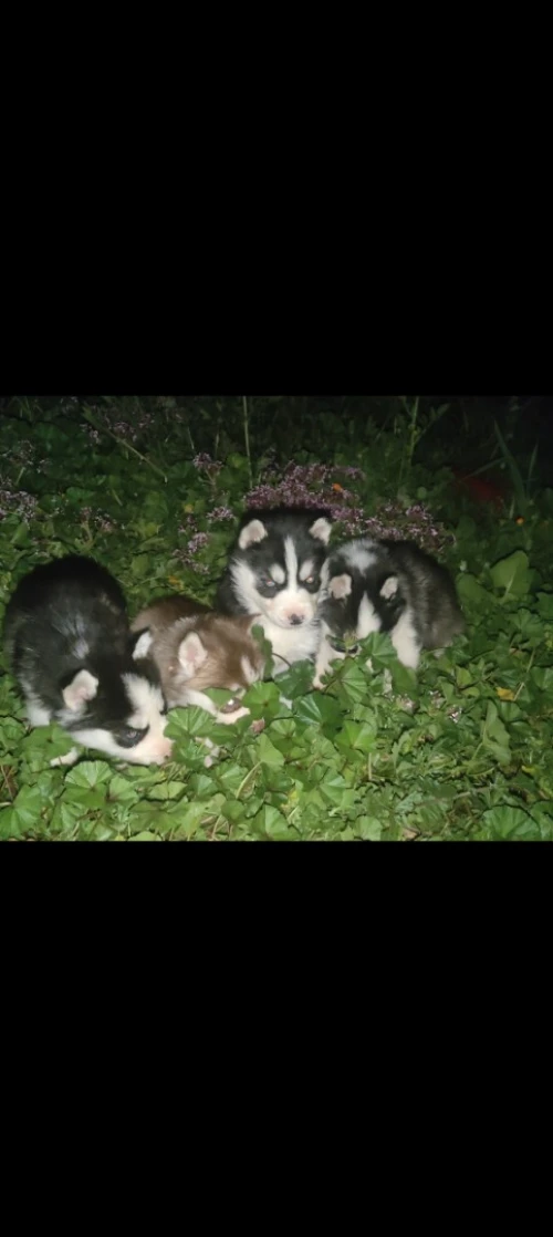 Husky sibérien