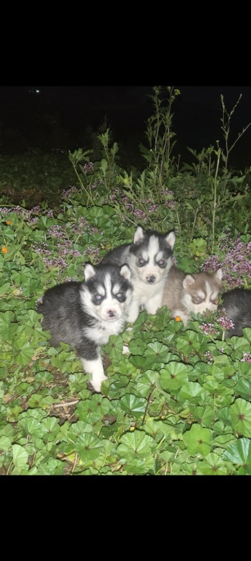 Husky sibérien
