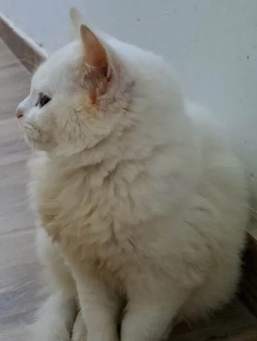 Petit prince blanc crème cherche maman humaine aimante
