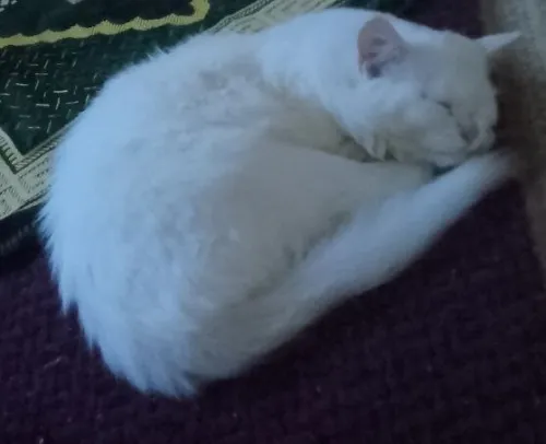 Petit prince blanc crème cherche maman humaine aimante