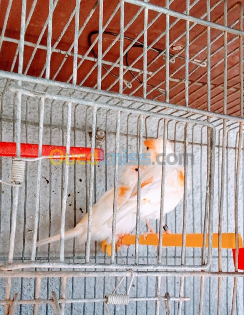 Canari mouzayk