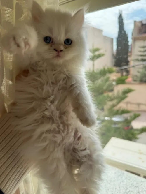 À vendre des chatons persan pure race ) 