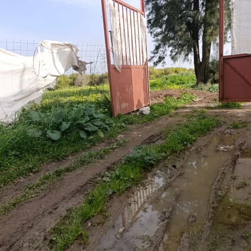 Vente Terrain Agricole Blida Larbaa