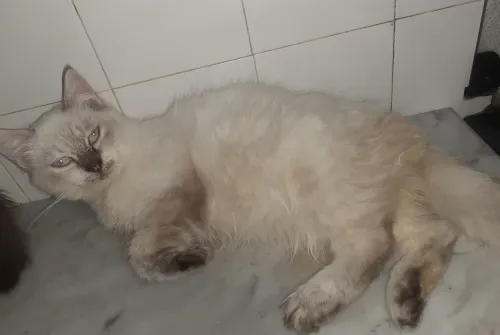 Chat croisé persan