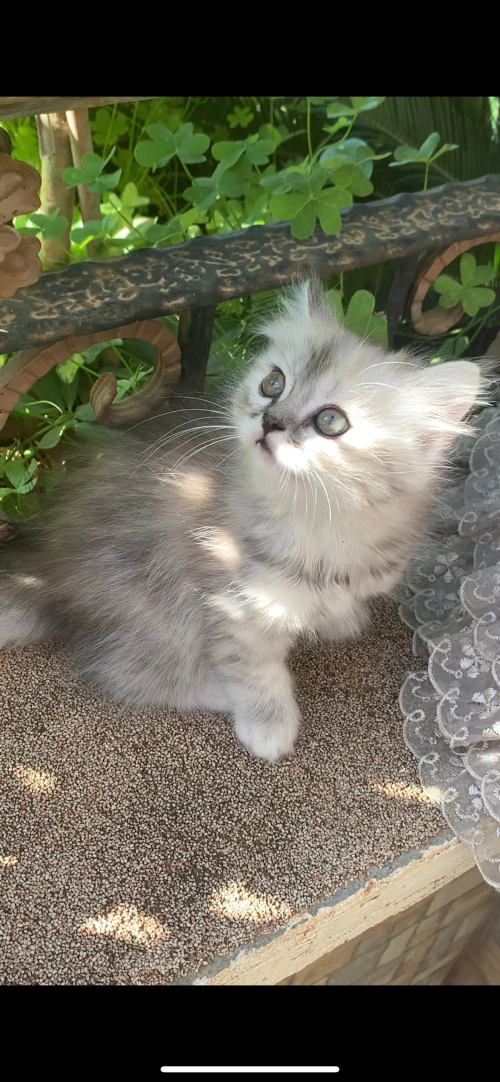 3 adorables chatons
