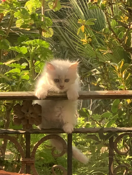 3 adorables chatons