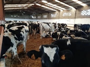 VACHES LAITIERS NOUVEAU ARRIVAGE