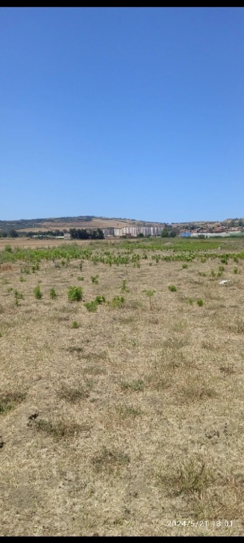 Vente Terrain Tipaza Sidi rached