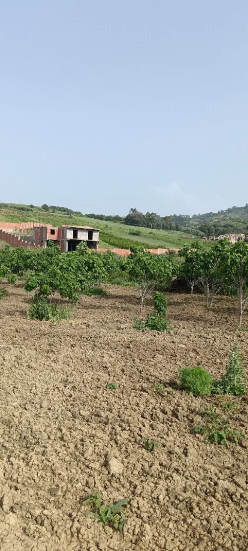 Vente Terrain Boumerdès Bordj menaiel