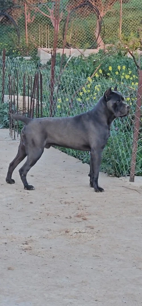 mal cani corso