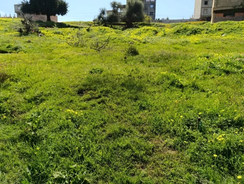 Vente Terrain Blida Meftah