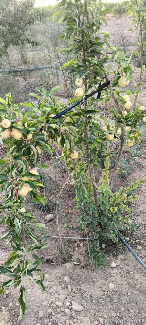 Vente Terrain Agricole Djelfa Ain el ibel