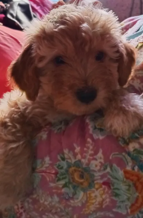 Caniche