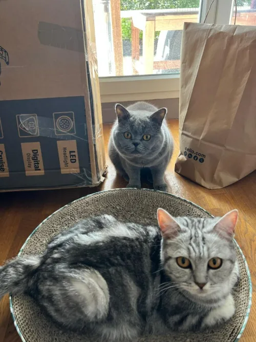 Chatons British Short Hair & Scotish 