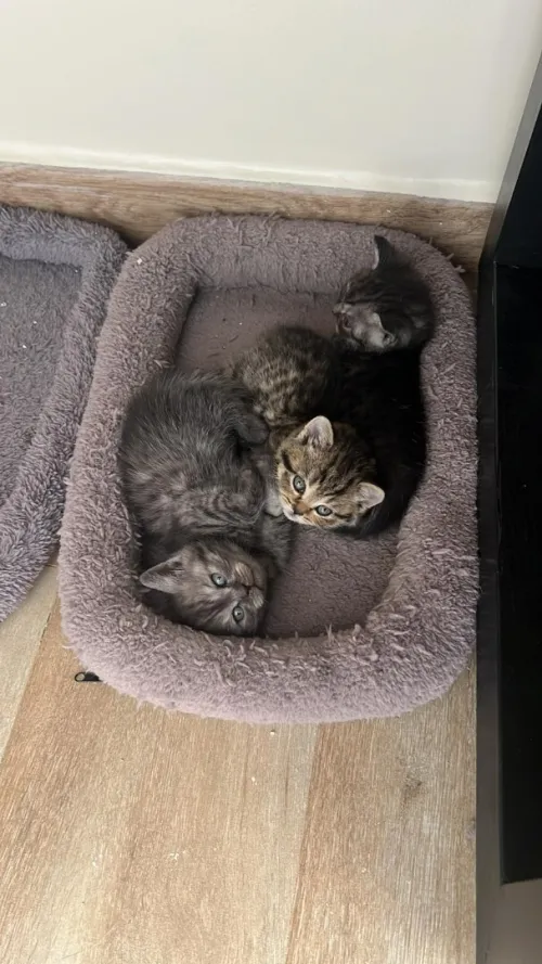 Chatons British Short Hair & Scotish 