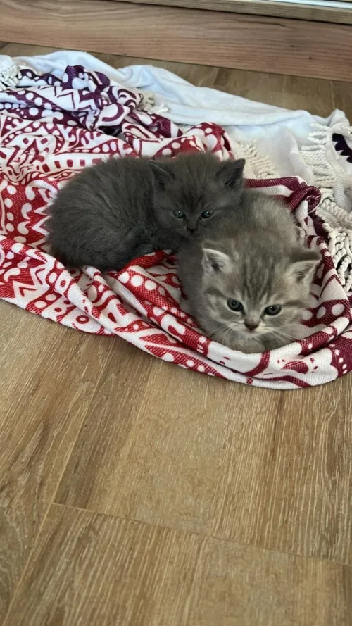 Chatons British Short Hair & Scotish 