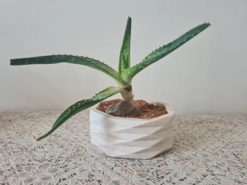 Plantes