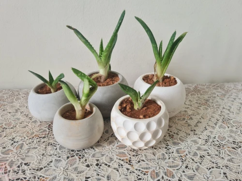Plantes
