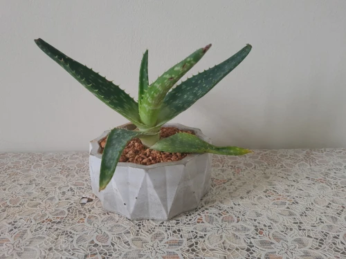 Plantes