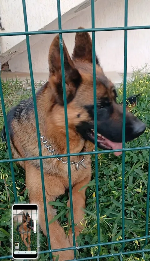 Berger allemand pure race 